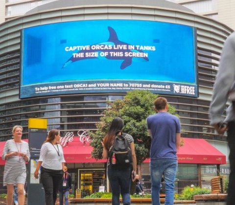 Billboard with orca in tank: 'Captive Orcas Live in Tanks the Size of This Screen'